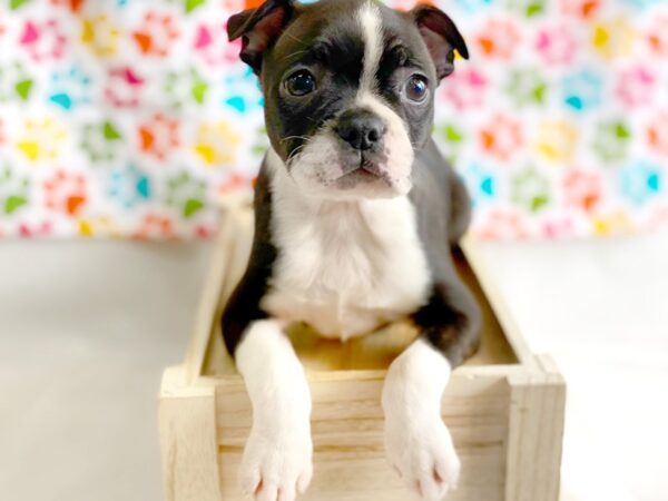 Boston Terrier DOG Female Black / White 1358 Petland Grove City & Columbus, Ohio