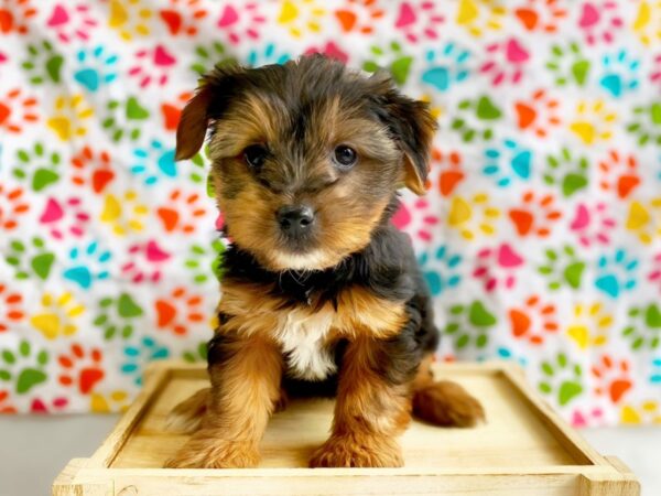 Morkie-DOG-Female-Black / Tan-1353-Petland Grove City