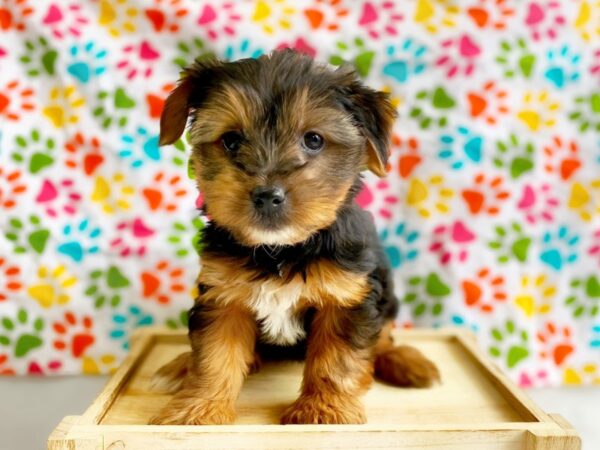 Morkie DOG Female Black / Tan 1353 Petland Grove City & Columbus, Ohio