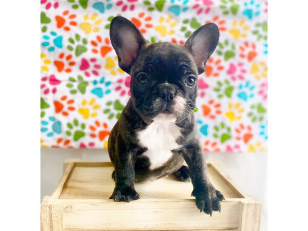 French Bulldog DOG Female Black Brindle 1366 Petland Grove City & Columbus, Ohio