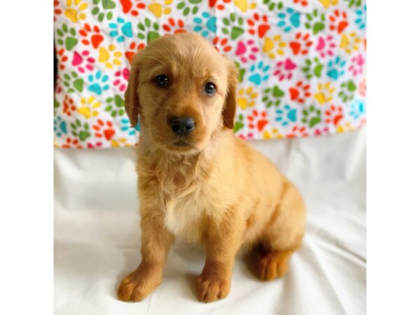 Golden Retriever DOG Female Red 1365 Petland Grove City & Columbus, Ohio