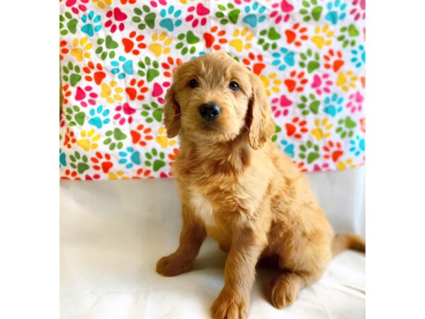 Goldendoodle DOG Male DARK RED 1364 Petland Grove City & Columbus, Ohio