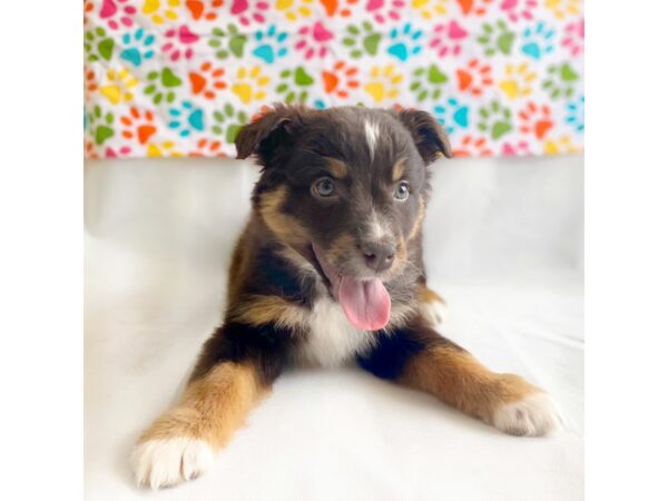 Australian Shepherd DOG Female RED MERLE 1363 Petland Grove City & Columbus, Ohio