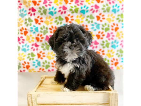 Shih Tzu DOG Male Black 1362 Petland Grove City & Columbus, Ohio