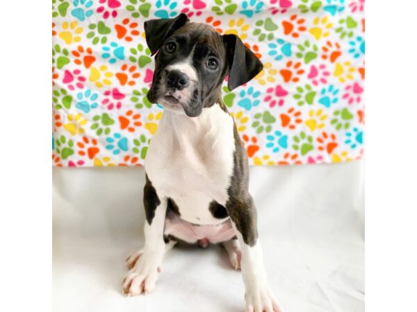 Boxer Puppy Brindle White ID 1359 Located at Petland Grove City