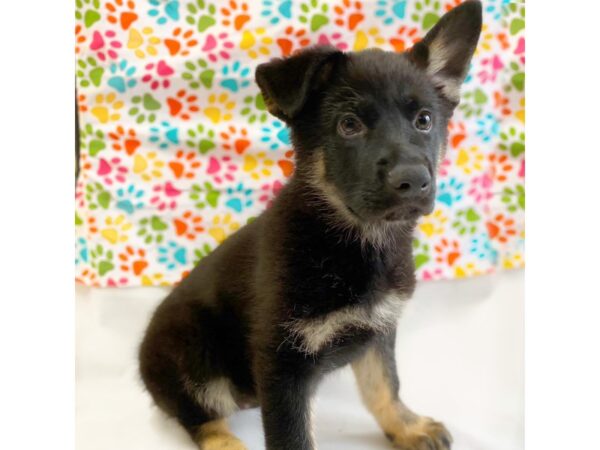 German Shepherd Dog DOG Female Black / Tan 1355 Petland Grove City & Columbus, Ohio