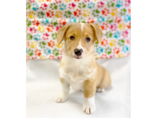 Pembroke Welsh Corgi-DOG-Female-Red / White-1354-Petland Grove City