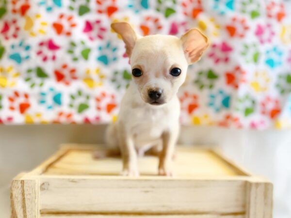 Chihuahua-DOG-Male-Fawn-1367-Petland Grove City