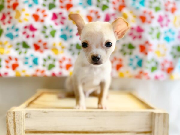 Chihuahua DOG Male Fawn 1367 Petland Grove City & Columbus, Ohio