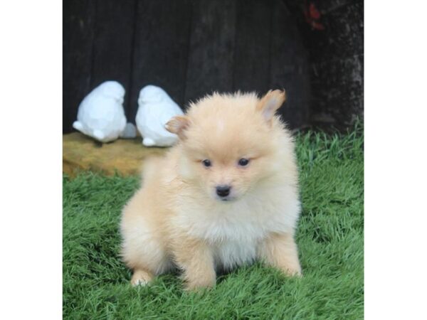 Pomeranian DOG Male Cream 14848 Petland Grove City & Columbus, Ohio