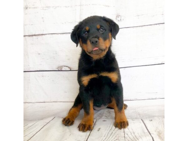 Rottweiler-DOG-Female-Black / Mahogany-14850-Petland Grove City & Columbus, Ohio