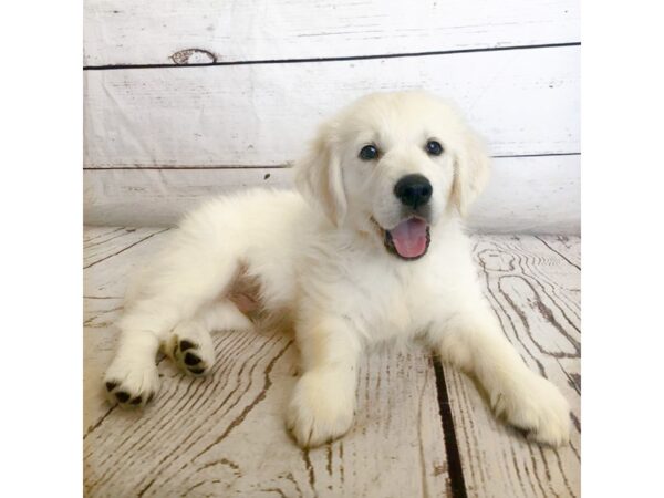 Golden Retriever-DOG-Male-Cream-2585-Petland Grove City & Columbus, Ohio