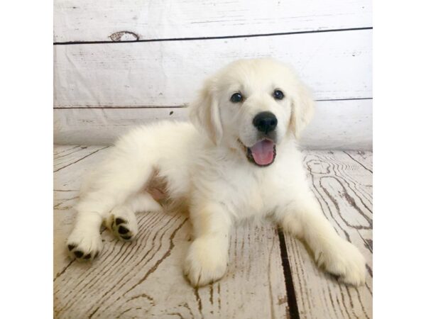 Golden Retriever DOG Male Cream 2585 Petland Grove City & Columbus, Ohio