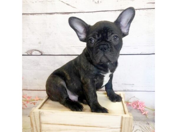 French Bulldog DOG Male Brindle 1368 Petland Grove City & Columbus, Ohio