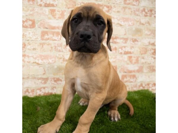 Mastiff DOG Male Apricot 14852 Petland Grove City & Columbus, Ohio