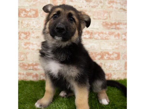 German Shepherd Dog DOG Male Black / Tan 14856 Petland Grove City & Columbus, Ohio