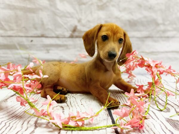 Dachshund-DOG-Female-Red-14853-Petland Grove City & Columbus, Ohio