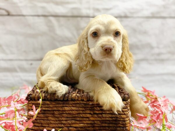 Cocker Spaniel DOG Male Buff / White 14854 Petland Grove City & Columbus, Ohio