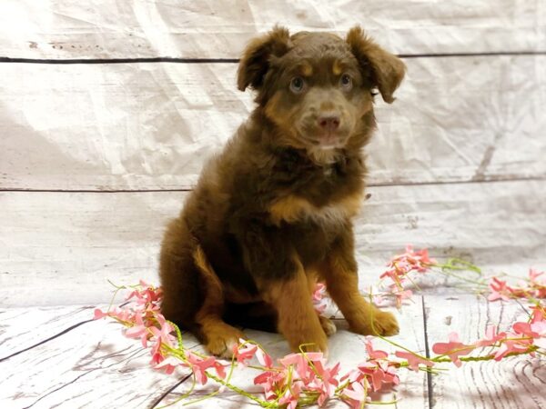 Miniature Australian Shepherd DOG Male 14857 Petland Grove City & Columbus, Ohio