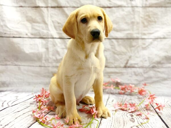 Labrador Retriever DOG Male Yellow 14855 Petland Grove City & Columbus, Ohio