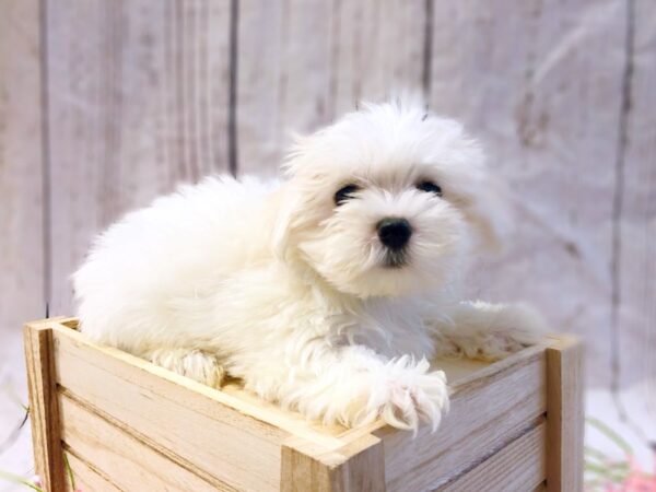 Maltese-DOG-Male-White-14861-Petland Grove City & Columbus, Ohio