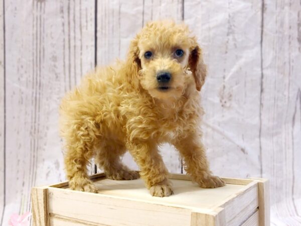 Poodle DOG Male Red 14858 Petland Grove City & Columbus, Ohio