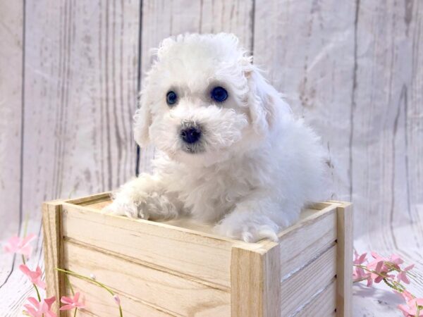 Bichon Frise DOG Male White 14859 Petland Grove City & Columbus, Ohio