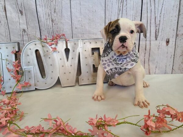 Olde English Bulldog DOG Female Red Brindle 14864 Petland Grove City & Columbus, Ohio