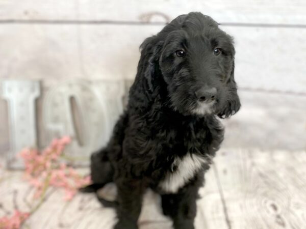 Goldendoodle DOG Female Black 14871 Petland Grove City & Columbus, Ohio