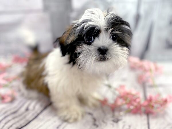 Shih Tzu DOG Male Brown / White 14869 Petland Grove City & Columbus, Ohio