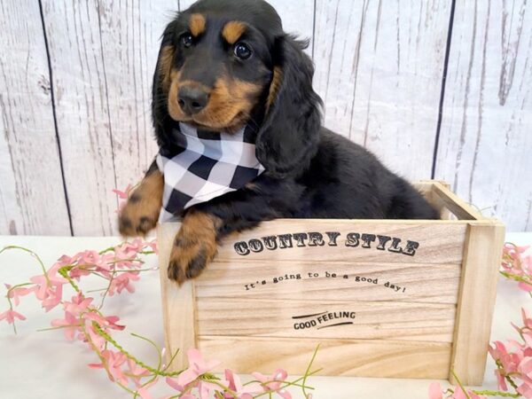 Dachshund DOG Male Black / Tan 14862 Petland Grove City & Columbus, Ohio