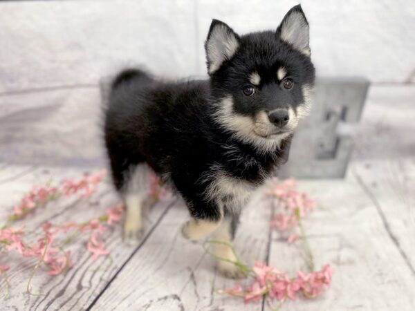 Pomsky DOG Female Black / Tan 14868 Petland Grove City & Columbus, Ohio