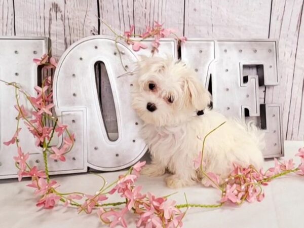 Maltese-DOG-Male-White-14865-Petland Grove City & Columbus, Ohio