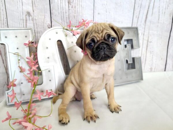Pug-DOG-Female-FAWN-14867-Petland Grove City & Columbus, Ohio