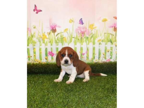 Beagle DOG Female Red / White 14877 Petland Grove City & Columbus, Ohio