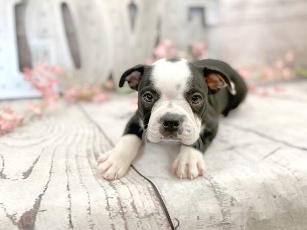 Boston Terrier-DOG-Male-Black Brindle / White-14880-Petland Grove City