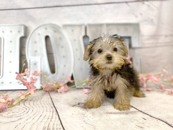 Yorkshire Terrier-DOG-Male-Black / Tan-14878-Petland Grove City & Columbus, Ohio