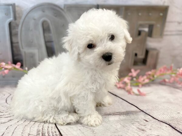 Bichon Frise DOG Male White 14876 Petland Grove City & Columbus, Ohio