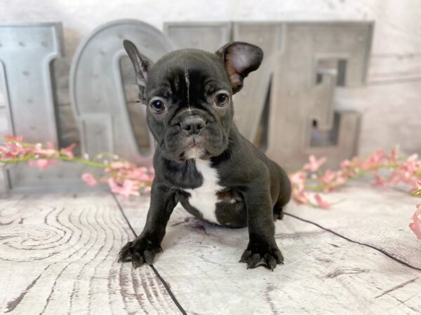 French Bulldog DOG Female Black 14873 Petland Grove City & Columbus, Ohio