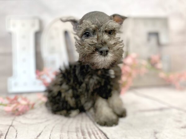 Miniature Schnauzer DOG Male Black / Silver 14875 Petland Grove City & Columbus, Ohio