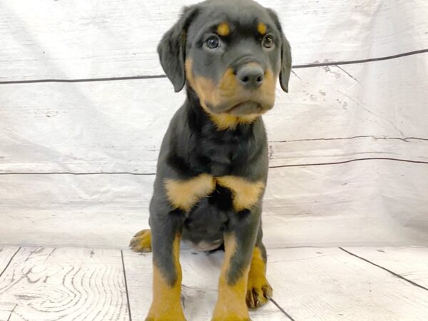 Rottweiler-DOG-Female-Black / Mahogany-14879-Petland Grove City & Columbus, Ohio