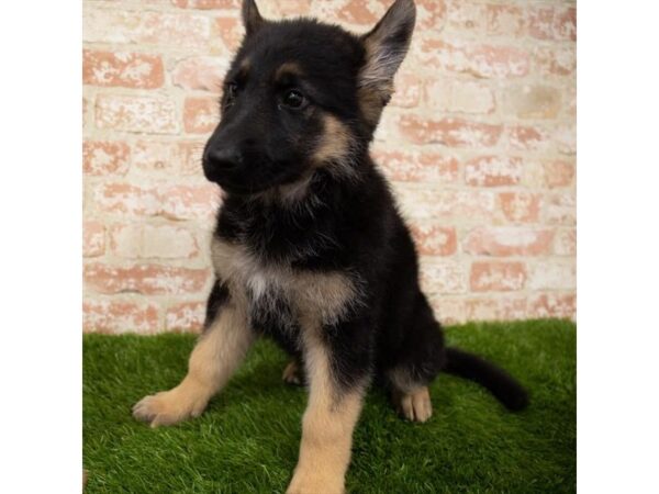 German Shepherd Dog-DOG-Female-Black / Tan-14881-Petland Grove City & Columbus, Ohio