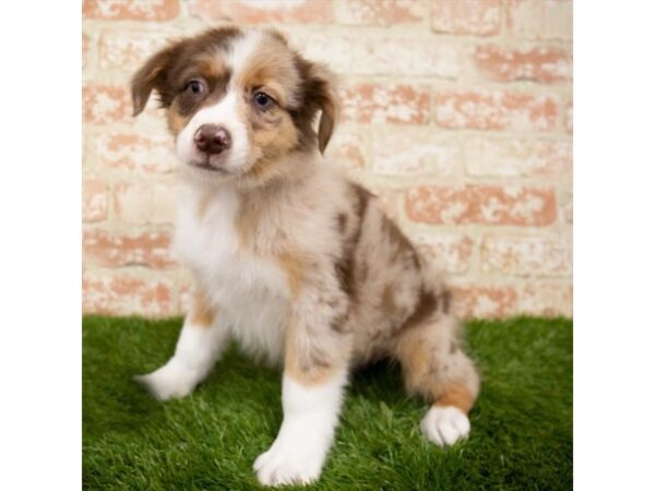 Australian Shepherd DOG Male Red Merle 14882 Petland Grove City & Columbus, Ohio