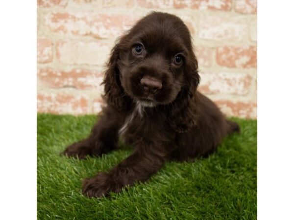 Cocker Spaniel DOG Male Brown 14886 Petland Grove City & Columbus, Ohio