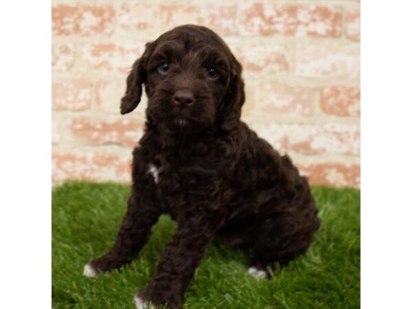 Cock A Poo DOG Male Chocolate 14887 Petland Grove City & Columbus, Ohio