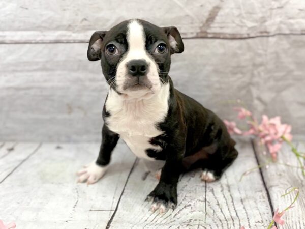 Boston Terrier DOG Male Black / White 14889 Petland Grove City & Columbus, Ohio