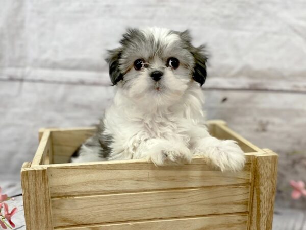 Teddy Bear-DOG-Female-Silver-14888-Petland Grove City