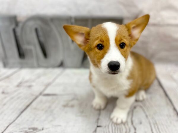 Pembroke Welsh Corgi DOG Male Red / White 14885 Petland Grove City & Columbus, Ohio