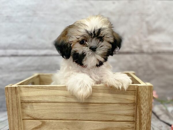 Shih Tzu DOG Male Gold / White 14884 Petland Grove City & Columbus, Ohio