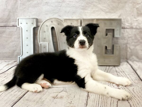 Border Collie DOG Female Black / White 14883 Petland Grove City & Columbus, Ohio